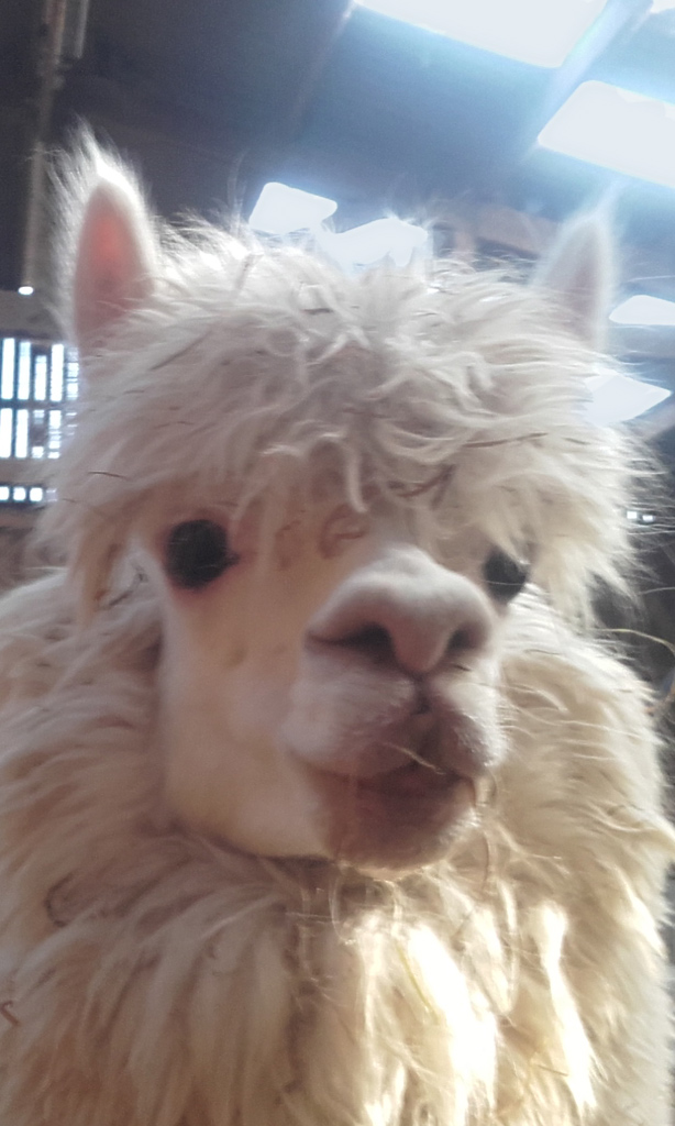 Mohair-Normandie | Alpaga en fête